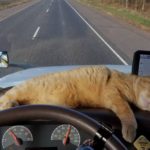 Кот