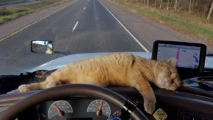 Кот